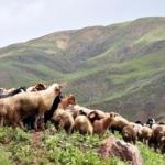 Hakkari'de ter&ouml;rden temizlenen yaylalar şenlendi
