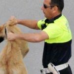 Köpeği yolun karşısına geçirdi ayın polisi seçildi