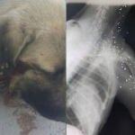 Köpeğin röntgenini gören şok oldu!