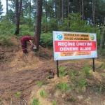 Sahil çamında reçine üretimi