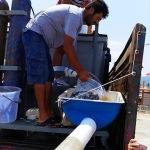 İzmir'de 98 bin balık denize bırakıldı