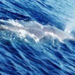 Fethiye'de balina görüldü