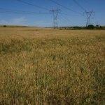 Edirne'de buğday rekoltesine "kuraklık" etkisi