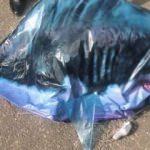 Türkiye'yi suçladılar! Ülkede köpek balığı paniği