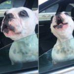 Uzun hava okuyan köpek sosyal medyayı sallıyor