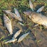 Karabük'te toplu balık ölümleri