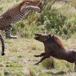 Hamile leopardan inanılmaz taktik