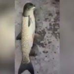 İlginç başlı balık sosyal medyayı salladı
