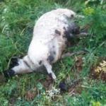 Sürüden ayrılan koyunlara kurtlar saldırdı