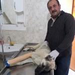 Otomobil çarpması sonucu ayağı kırılan köpek tedavi ettirildi
