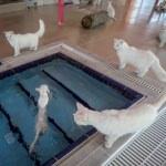Van kedileri için "özel havuz"