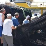 Karadenizli balıkçılar orkinos avından mutlu döndü