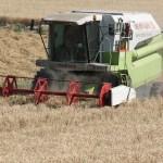 Manyas'ta buğday hasadı sürdürülüyor