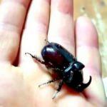 Benzin istasyonunda gergedan böceği buldu