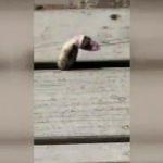 Yılan çaldığı yumurtalarla kaçmak istedi ama...