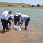 Muş'ta 85 bin yavru balık göletlere bırakıldı