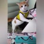 Gol diye bağıran kedi sosyal medyaya damga vurdu
