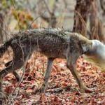 Merak başını derde soktu