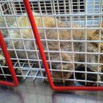 Siirt'te yaralı bulunan yaban kedisi tedavi altına alındı