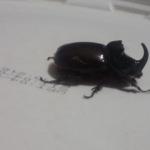 Evinin önünde buldu! Dünyanın en güçlüsü...