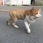Oktar’ın ‘aslan’ kedisi sokakta kaldı