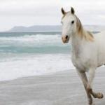Rüyada at nasıl tabir edilir? Rüyada at görmenin anlamı nedir?