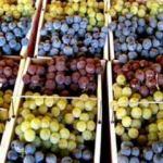 Türkiye'nin yaş üzüm ihracatında büyük artış