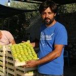 Aydın'da incir hasadı başladı