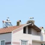Evlerini çatıdaki leylek ailesiyle paylaşıyorlar