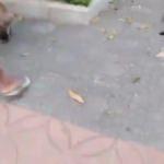 Anne kedi yavrusunu köpeğin ağzında görünce...
