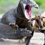 Komodo ejderinin avı nefes kesti