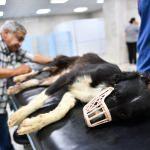 Gaziantep'te silahla vurulan k&ouml;pek tedavi altına alındı