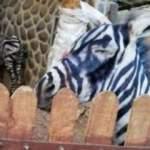 Hayvanat bahçesinde komedi! Eşeği 'zebra' yaptılar