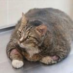 19 kiloluk kedi veteriner gözetiminde zayıflayacak