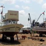 Balıkçılar yeni sezonda palamuttan umutlu