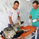 Mersin'de yaralı köpekler tedavi edildi