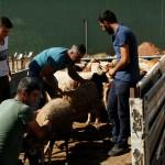 Ömerli'de genç çiftçilere hayvan desteği