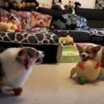 Sevimli köpeklerin gülme krizine sokan tartışması