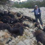 Sürüye yıldırım düştü, 31 keçi telef oldu