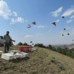 Kırıkkale'de 2 bin keklik doğaya salındı