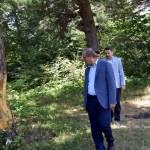 Tokat'ta çam ağaçlarına zarar verilmesi