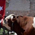 Ay - Yıldızlı boğa Erdoğan'a hediye edilecek