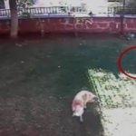 Anne kedi bahçeye giren köpek ile boğuştu