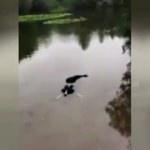 Kendini timsah zanneden köpek