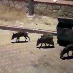 Bodrum'da aç kalan domuzlar ilçe merkezine indi