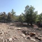 Şanlıurfa'daki orman yangını