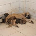 Sokağa terk edilen 4 yavru köpeğe başka bir köpek "annelik" yaptı