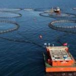 Elazığ'dan Avrupa ve Japonya'ya balık ihracatı