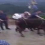 Kurbanlık boğa korku dolu anlar yaşattı!