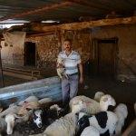Zehirlenen otları yiyen koyunların telef olduğu iddiası
